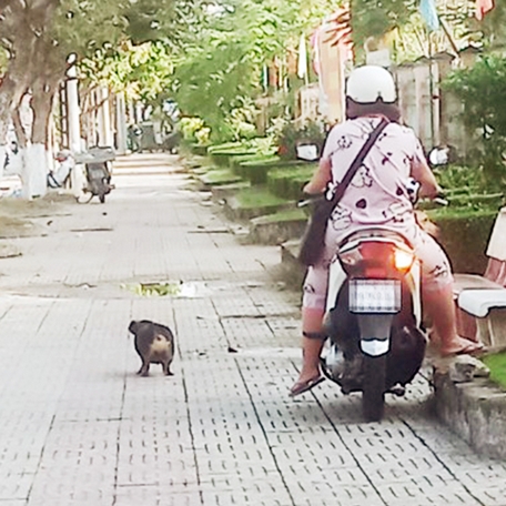 Lúc 8 giờ 20 ngày 21/2/2024, chị gái chở 2 chú chó thả trên vỉa hè đường Nguyễn Huệ để chúng phóng uế.