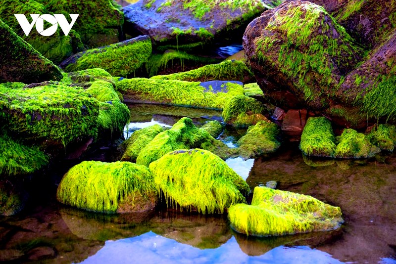 Mùa này, những tảng đá được bao phủ bởi một lớp rêu xanh rờn. Khi thủy triều dần rút, bãi rêu xanh mềm mại phủ kín các tảng đá dần hiện ra tạo nên cảnh đẹp diệu kỳ
