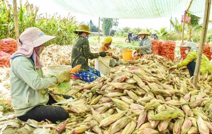 Liên kết chuỗi, nâng cao giá trị nông sản