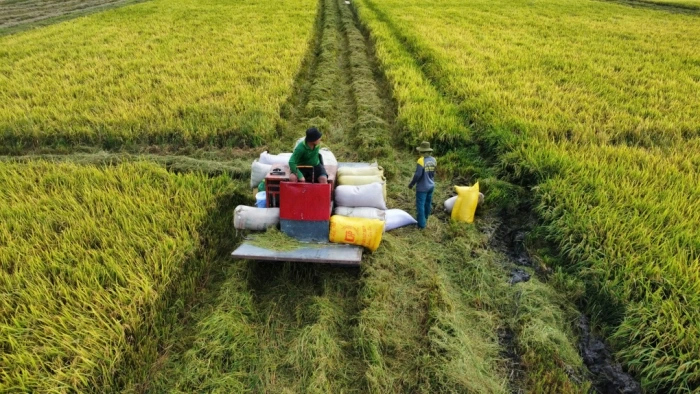 Xuất khẩu gạo sắp được “cởi trói”