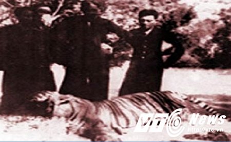“Cọp ba móng” ở chiến khu D khi bị bắn hạ năm 1950. Ảnh tư liệu của Bảo tàng Đồng Nai