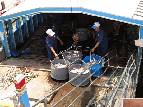 Giá cá tra thương phẩm tăng trở lại