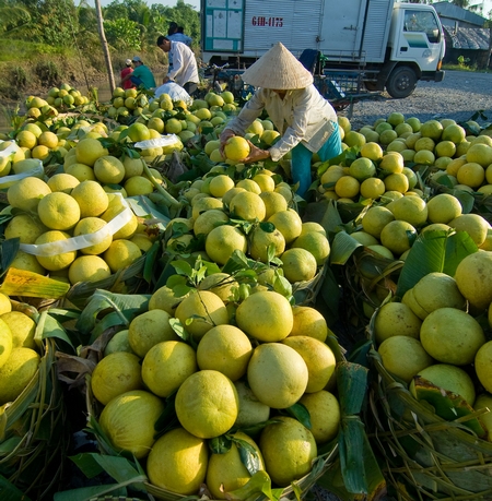 Bưởi Năm Roi Mỹ Hòa ngon ngọt có tiếng. Ảnh: VINH HIỂN
