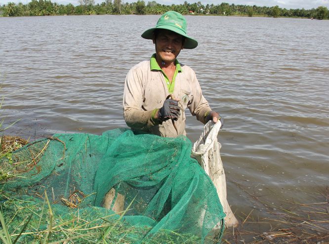 Đặc sản theo nước lên đồng, chú Út Nùng tươi cười khoe với nhà báo: “Tui đắp rơm, cỏ thành ụ, đập cua, ốc bỏ vào để dụ lươn. Cách ngày dỡ một lần, nhiều lắm. Nhưng ai hỏi tui nói chừng nửa ký thôi”.