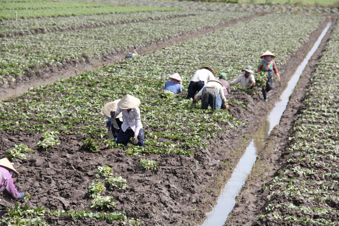 “Biệt đội” phụ nữ trồng khoai trên giồng mới.