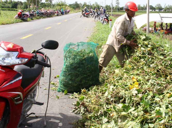 Anh Tâm ở xã Thành Trung nuôi hơn 10 con dê và 1 con bò, tận dụng dây khoai lang làm thức ăn cho vật nuôi trong mùa nước nổi.