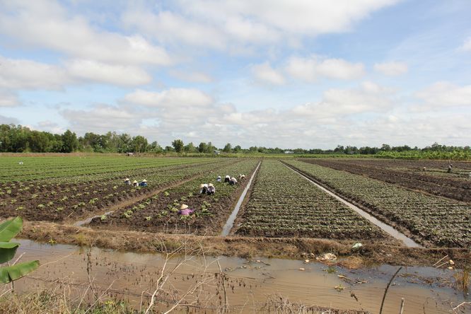 Họ đã xuống giống gần hoàn thành một cánh đồng khoai rộng lớn trong đê bao chủ động tiêu, thoát nước.