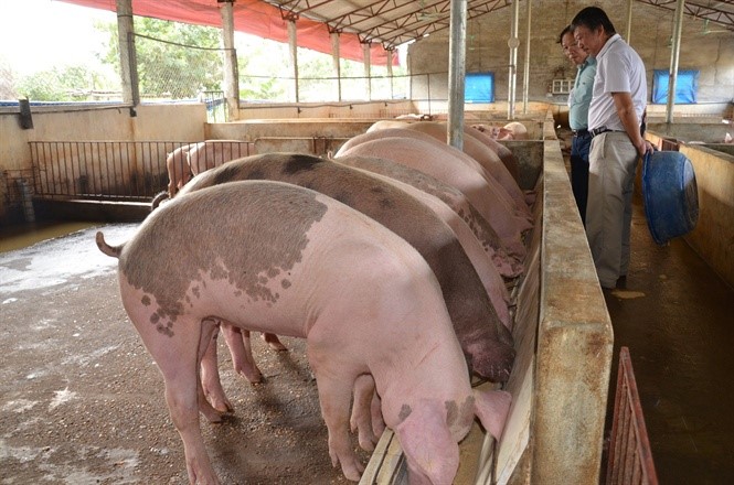 Năng vận động nên những con lợn có thân hình rất đẹp