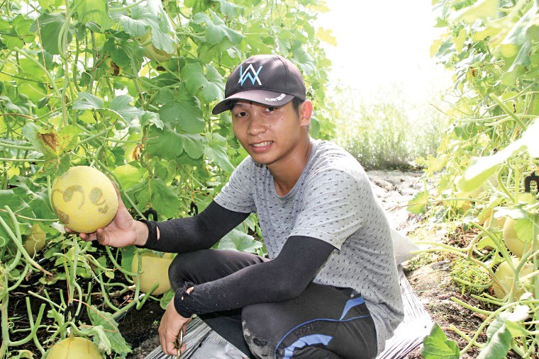 Khởi nghiệp đổi mới sáng tạo từ nông nghiệp là lĩnh vực đang được khuyến khích tại ĐBSCL. Trong ảnh: Mô hình khởi nghiệp nông nghiệp công nghệ cao tại Cơ sở sản xuất Nông trại sạch Cần Thơ (Cần Thơ Farm). Ảnh: MỸ THANH