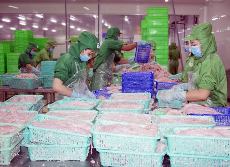 Chất lượng giống cá tra đang là vấn đề khiến nhiều người nuôi lo lắng.