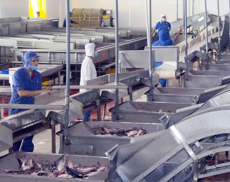 Cải thiện chất lượng ngành cá là một trong những giải pháp quan trọng cần thực hiện.