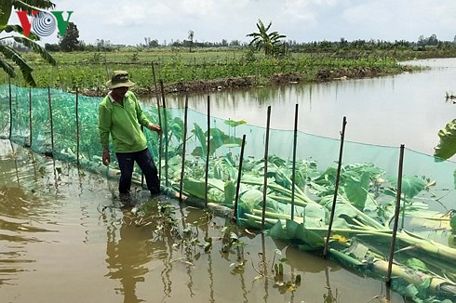 Nuôi cá thay thế lúa vụ 3 mùa nước nổi bước đầu mang lại thu nhập cao cho bà con nông dân tỉnh Hậu Giang. (Ảnh: Tấn Phong).