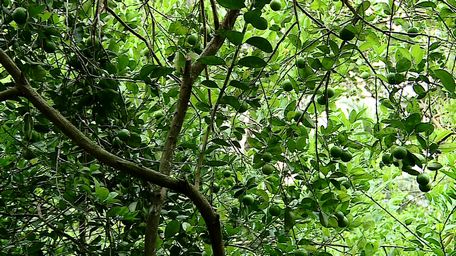 Trồng chanh giấy trứng ngỗng được cho là ít rủi ro.