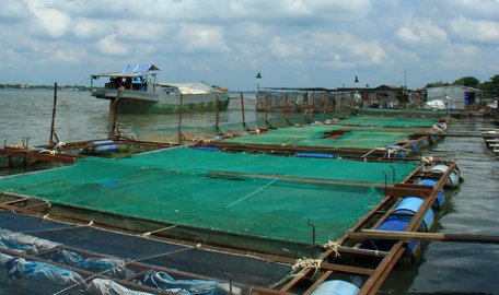 Lồng bè nuôi cá trên sông Tiền.