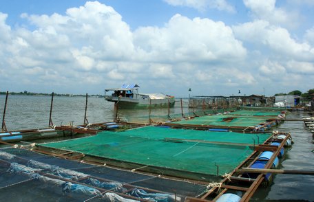 ĐBSCL có nhiều tiềm năng và lợi thế nuôi trồng thủy sản.