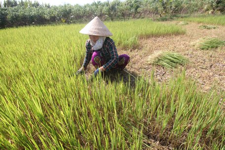 Một nông dân ở Giồng Trôm (Bến Tre) đành cắt lúa nhiễm mặn cho… bò ăn.