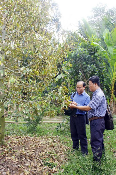 Xâm nhập mặn ảnh hưởng đến sản xuất nông nghiệp.