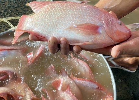 Cần thường xuyên quan sát cá để phát hiện sớm hiện tượng cá bị bệnh.