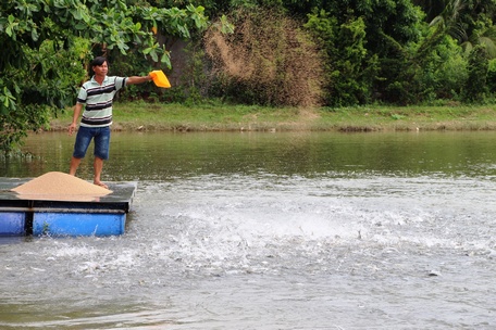 Giá cá tra đang cao, người nuôi lời khá.