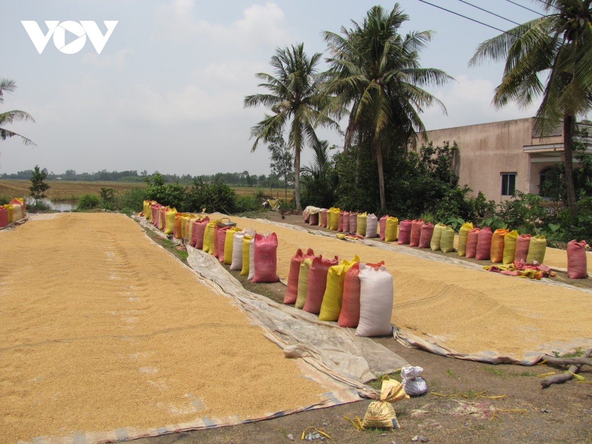Hiện nay nông dân tỉnh Vĩnh Long đang tập trung thu hoạch lúa Thu Đông