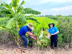 Trồng 2.000 cây sao đen ở huyện Bình Tân hưởng ứng 